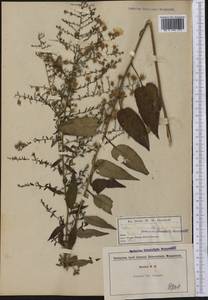 Symphyotrichum prenanthoides (Muhl. ex Willd.) G. L. Nesom, Америка (AMER) (США)
