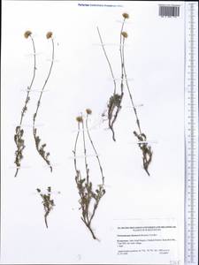 Pseudoglossanthis litwinowii (Krasch.) R.V. Kamelin, Средняя Азия и Казахстан, Западный Тянь-Шань и Каратау (M3) (Киргизия)