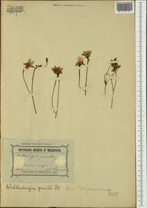 Wahlenbergia gracilis (G.Forst.) A.DC., Австралия и Океания (AUSTR) (Австралия)