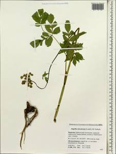 Дудник низбегающий, Дягиль низбегающий (Ledeb.) B.Fedtsch., Сибирь, Прибайкалье и Забайкалье (S4) (Россия)