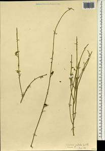 Crotalaria aculeata De Wild., Зарубежная Азия (ASIA) (Израиль)