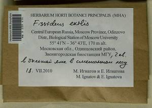 Fissidens exilis Hedw., Гербарий мохообразных, Мхи - Москва и Московская область (B6a) (Россия)