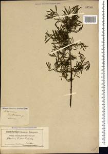 Rhamnus erythroxyloides subsp. erythroxyloides, Кавказ (без точных местонахождений) (K0)