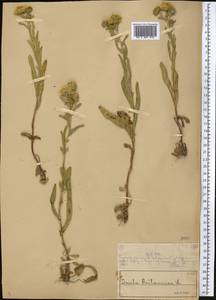 Pentanema britannicum (L.) D.Gut.Larr., Santos-Vicente, Anderb., E.Rico & M.M.Mart.Ort., Средняя Азия и Казахстан, Муюнкумы, Прибалхашье и Бетпак-Дала (M9) (Казахстан)