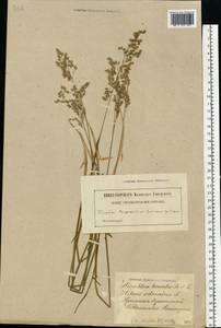 Anthoxanthum nitens (Weber) Y.Schouten & Veldkamp, Восточная Европа, Латвия (E2b) (Латвия)