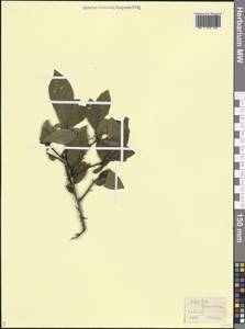 Crataegus germanica (L.) K.Koch ex Kuntze, Кавказ (без точных местонахождений) (K0) (Неизвестно)