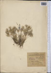 Poaceae, Америка (AMER) (Мексика)