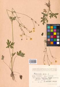 Лютик едкий L., Восточная Европа, Московская область и Москва (E4a) (Россия)