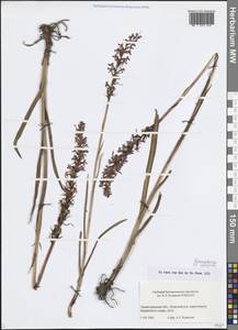 Кокушник длиннорогий (L.) R.Br., Восточная Европа, Северо-Западный район (E2) (Россия)