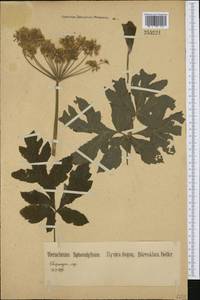 Борщевик обыкновенный L., Западная Европа (EUR) (Германия)