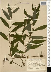 Горец перечный, Водяной перец (L.) Spach, Кавказ, Азербайджан (K6) (Азербайджан)