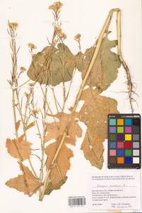 Rhamphospermum arvense (L.) Andrz. ex Besser, Восточная Европа, Центральный лесостепной район (E6) (Россия)