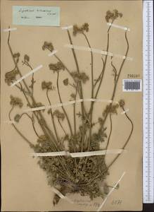 Порезник туркестанский M. Hiroe, Средняя Азия и Казахстан, Западный Тянь-Шань и Каратау (M3)