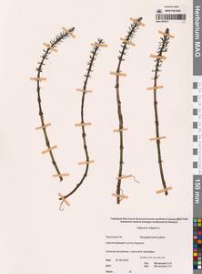 Хвостник обыкновенный, Водяная сосенка L., Сибирь, Чукотка и Камчатка (S7) (Россия)