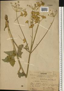 Heracleum sphondylium subsp. sibiricum (L.) Simonk., Восточная Европа, Центральный лесной район (E5) (Россия)