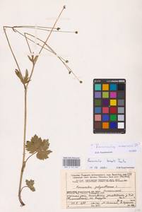 Ranunculus polyanthemos subsp. nemorosus (DC.) Schübl. & G.Martens, Восточная Европа, Северный район (E1) (Россия)