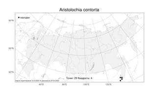 Aristolochia contorta, Кирказон скрученный Bunge, Атлас флоры России (FLORUS) (Россия)