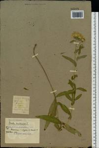 Pentanema britannicum (L.) D. Gut. Larr., Santos-Vicente, Anderb., E. Rico & M. M. Mart. Ort., Восточная Европа, Южно-Украинский район (E12) (Украина)
