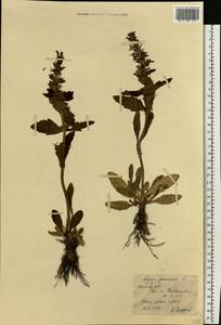 Живучка женевская L., Восточная Европа, Ростовская область (E12a) (Россия)