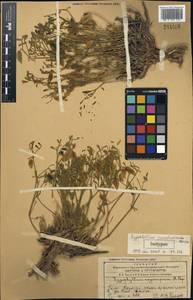 Zygophyllum karatavicum Boriss., Средняя Азия и Казахстан, Западный Тянь-Шань и Каратау (M3) (Казахстан)