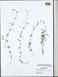 Подмаренник топяной L., Восточная Европа, Центральный район (E4) (Россия)