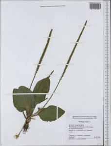 Подорожник большой L., Восточная Европа, Нижневолжский район (E9) (Россия)