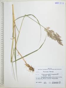 Вейник пурпурный (Trin.) Trin., Сибирь, Дальний Восток (S6) (Россия)