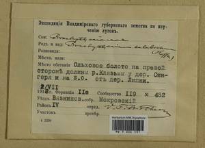 Brachythecium salebrosum (Hoffm. ex F. Weber & D. Mohr) Schimp., Гербарий мохообразных, Мхи - Центральное Нечерноземье (B6) (Россия)