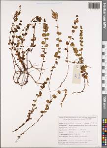 Rotala rotundifolia (Buch.-Ham. ex Roxb.) Koehne, Зарубежная Азия (ASIA) (Вьетнам)