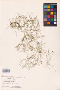 Лютик распростертый, Лютик стелющийся L., Восточная Европа, Эстония (E2c) (Эстония)