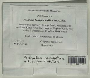 Psilopilum cavifolium (Wilson) I. Hagen, Гербарий мохообразных, Мхи - Красноярский край, Тыва и Хакасия (B17) (Россия)