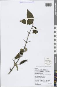 Ceriscoides glabra B.H.Quang, N.T.Cuong, T.D.Binh & Nuraliev, Зарубежная Азия (ASIA) (Вьетнам)