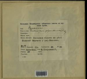 Calliergon giganteum (Schimp.) Kindb., Гербарий мохообразных, Мхи - Центральное Нечерноземье (B6) (Россия)