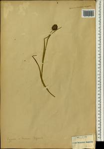Cyperaceae, Африка (AFR) (Реюньон)