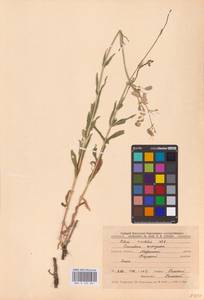 Смолевка обыкновенная, Хлопушка (Moench) Garcke, Восточная Европа, Центральный лесостепной район (E6) (Россия)