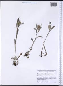 Сушеница норвежская (Gunnerus) Sch. Bip. & F. W. Schultz, Сибирь, Прибайкалье и Забайкалье (S4) (Россия)