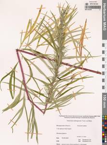 Полынь селенгинская Turcz. ex Besser, Сибирь, Чукотка и Камчатка (S7) (Россия)