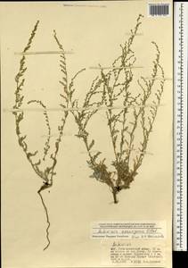Seriphidium assurgens (Filatova) K.Bremer & Humphries ex Y.R.Ling, Монголия (MONG) (Монголия)