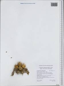 Centaurea raphanina subsp. mixta (DC.) Runemark, Западная Европа (EUR) (Греция)
