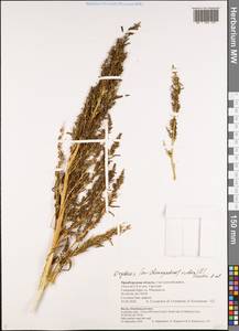 Oxybasis rubra (L.) S. Fuentes, Uotila & Borsch, Восточная Европа, Восточный район (E10) (Россия)