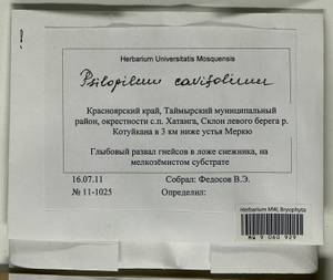 Psilopilum cavifolium (Wilson) I. Hagen, Гербарий мохообразных, Мхи - Красноярский край, Тыва и Хакасия (B17) (Россия)