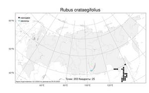 Rubus crataegifolius, Малина боярышниколистная Bunge, Атлас флоры России (FLORUS) (Россия)