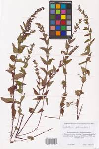 MHA 0 155 352, Шлемник обыкновенный L., Восточная Европа, Центральный лесостепной район (E6) (Россия)