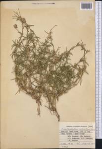 Acanthophyllum coloratum Schischk., Средняя Азия и Казахстан, Памир и Памиро-Алай (M2) (Киргизия)