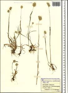 Falona echinata (L.) Dumort., Кавказ, Азербайджан (K6) (Азербайджан)