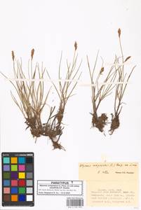 Blysmus compressus subsp. subulifolius A.P.Khokhr., Зарубежная Азия (ASIA) (Турция)