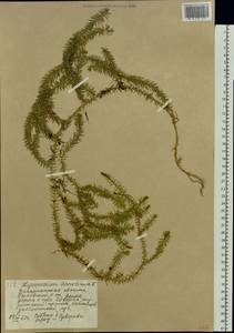 Spinulum annotinum subsp. annotinum, Восточная Европа, Западно-Украинский район (E13) (Украина)