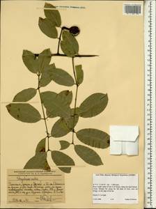 Magnoliopsida, Африка (AFR) (Эфиопия)