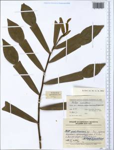 Pothos scandens L., Зарубежная Азия (ASIA) (КНР)