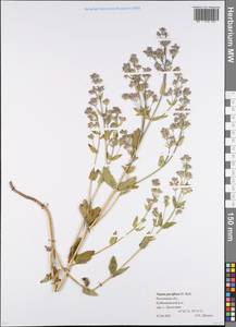Nepeta ucranica subsp. parviflora (M.Bieb.) M.Masclans de Bolos, Восточная Европа, Ростовская область (E12a) (Россия)